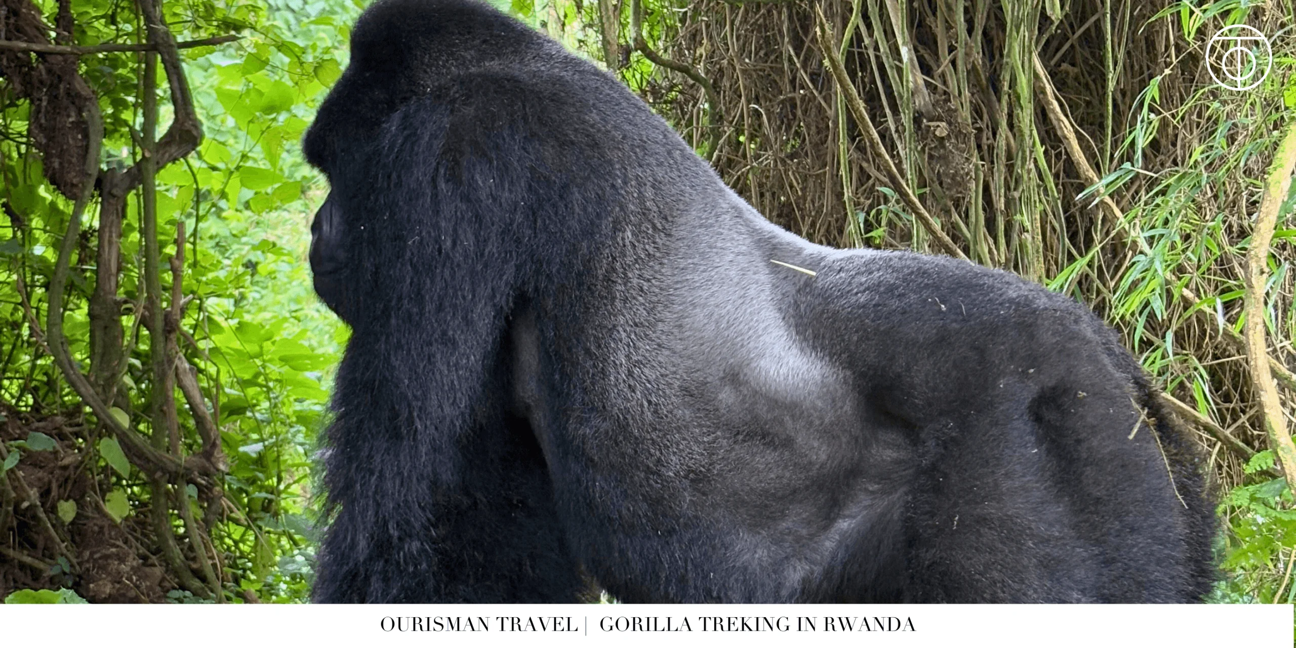 Gorilla Trekking in Rwanda