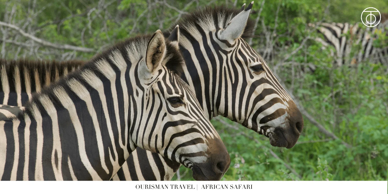 Zebras on African safari