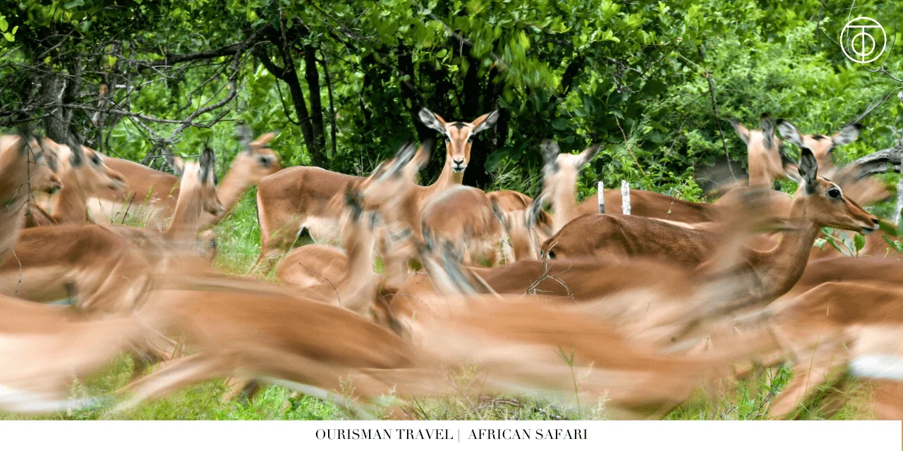 Antelopes African safari