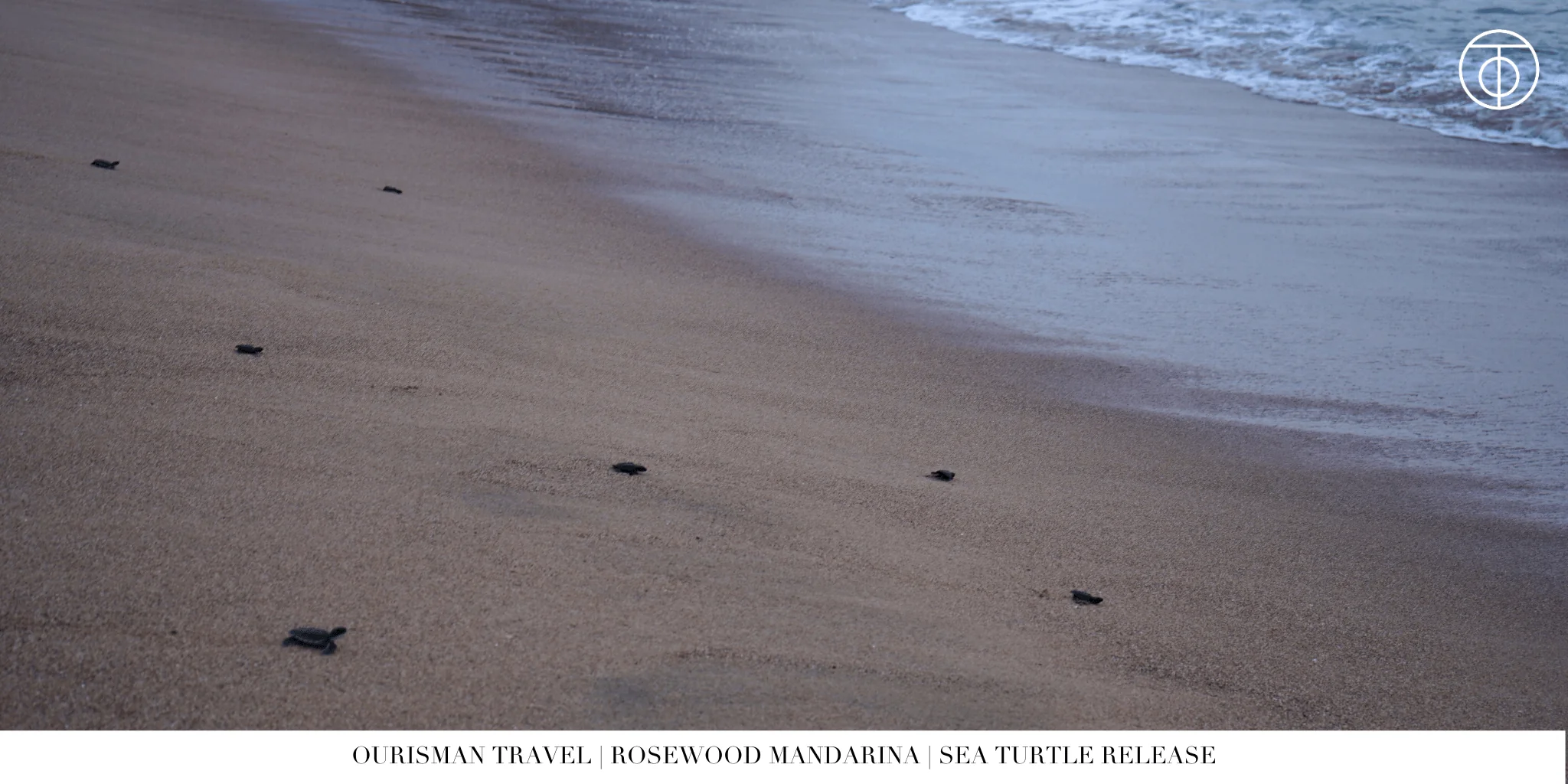 Sea turtle hatching at Rosewood Mandarina