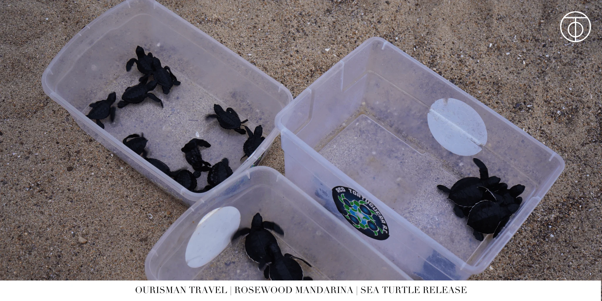 Sea turtle hatching at Rosewood Mandarina