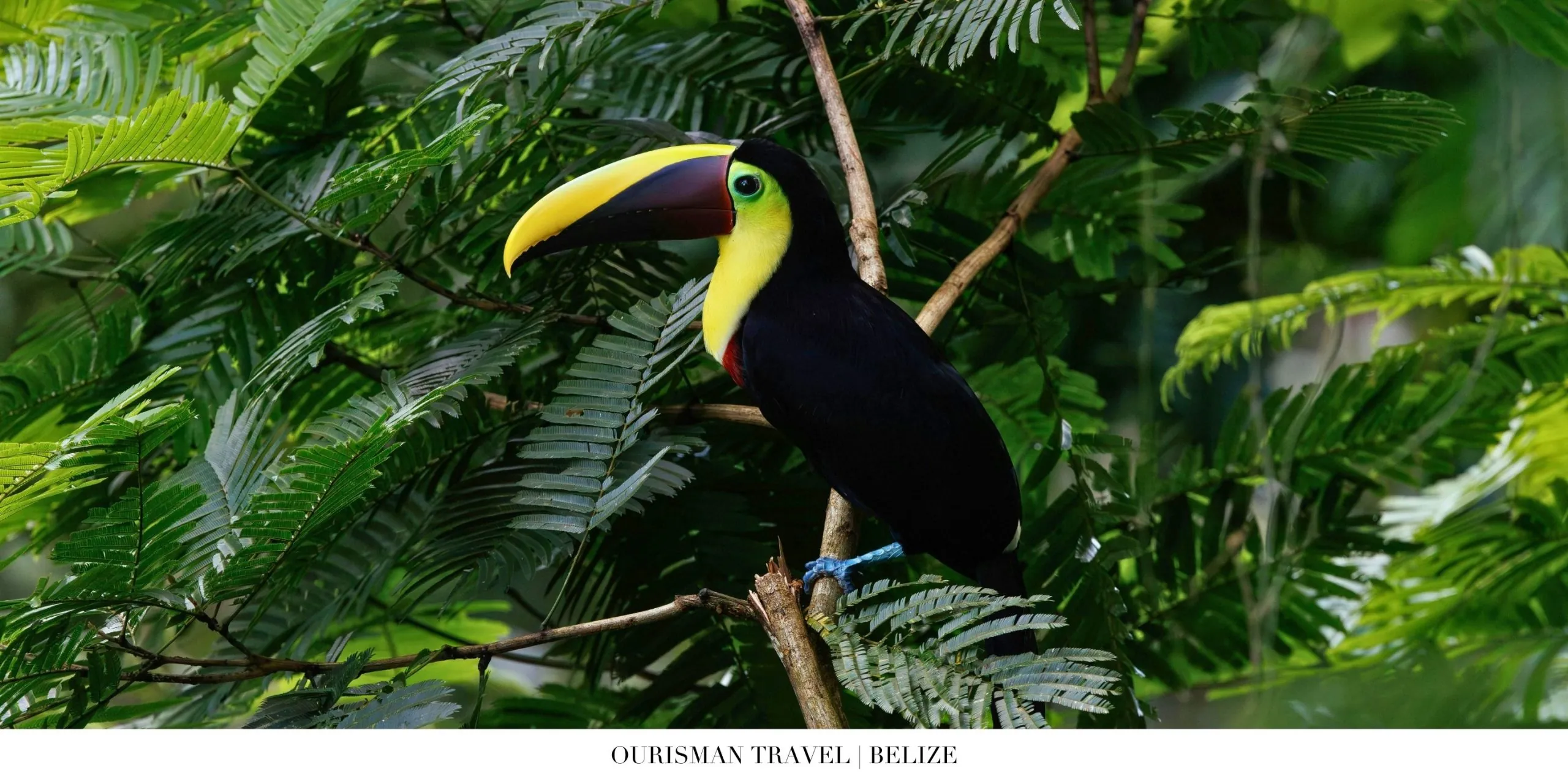 Colorful toucan perched on a branch in Belizean rainforest