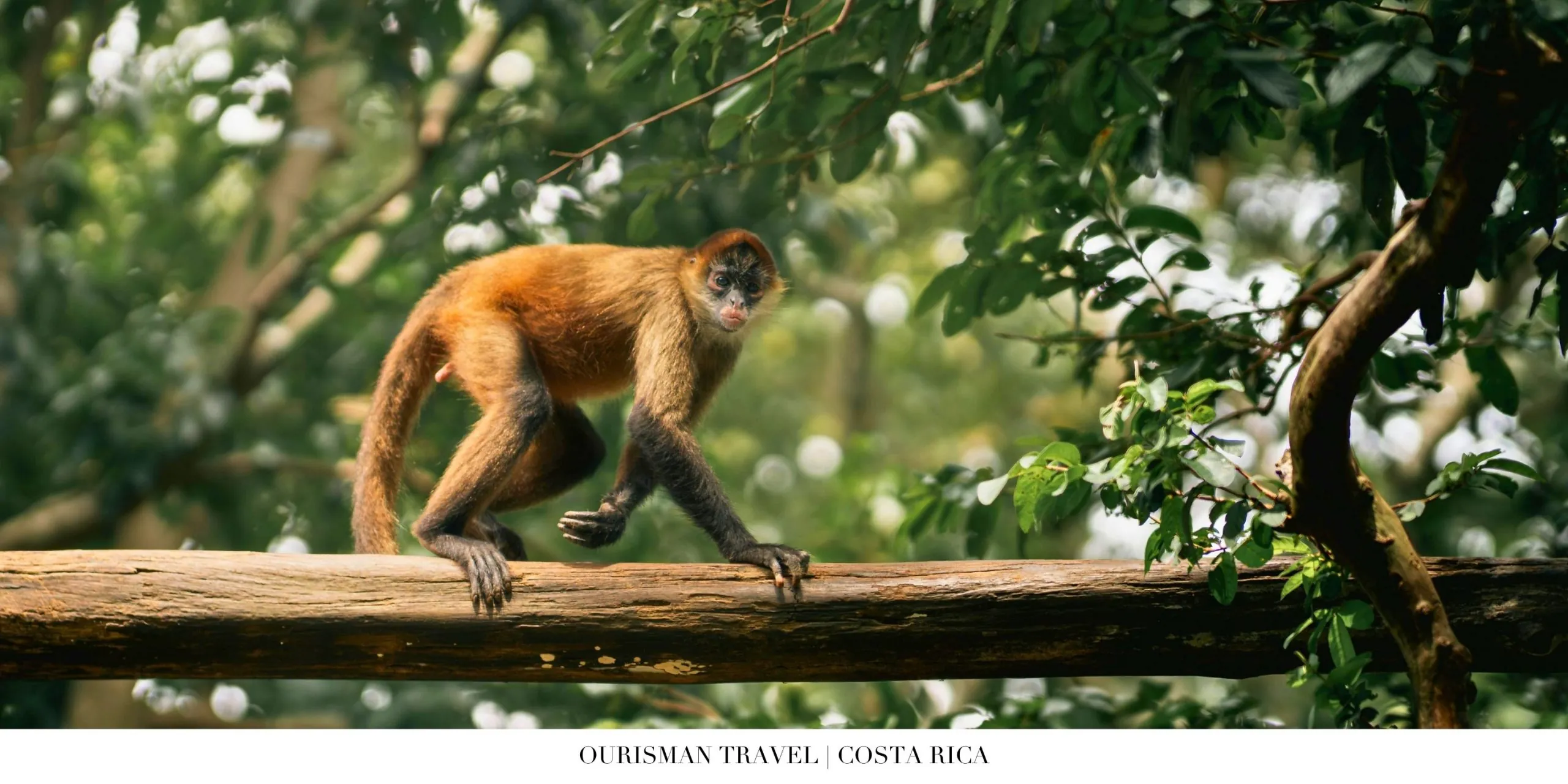 Curious monkey perched on a tree branch in Costa Rica rainforest
