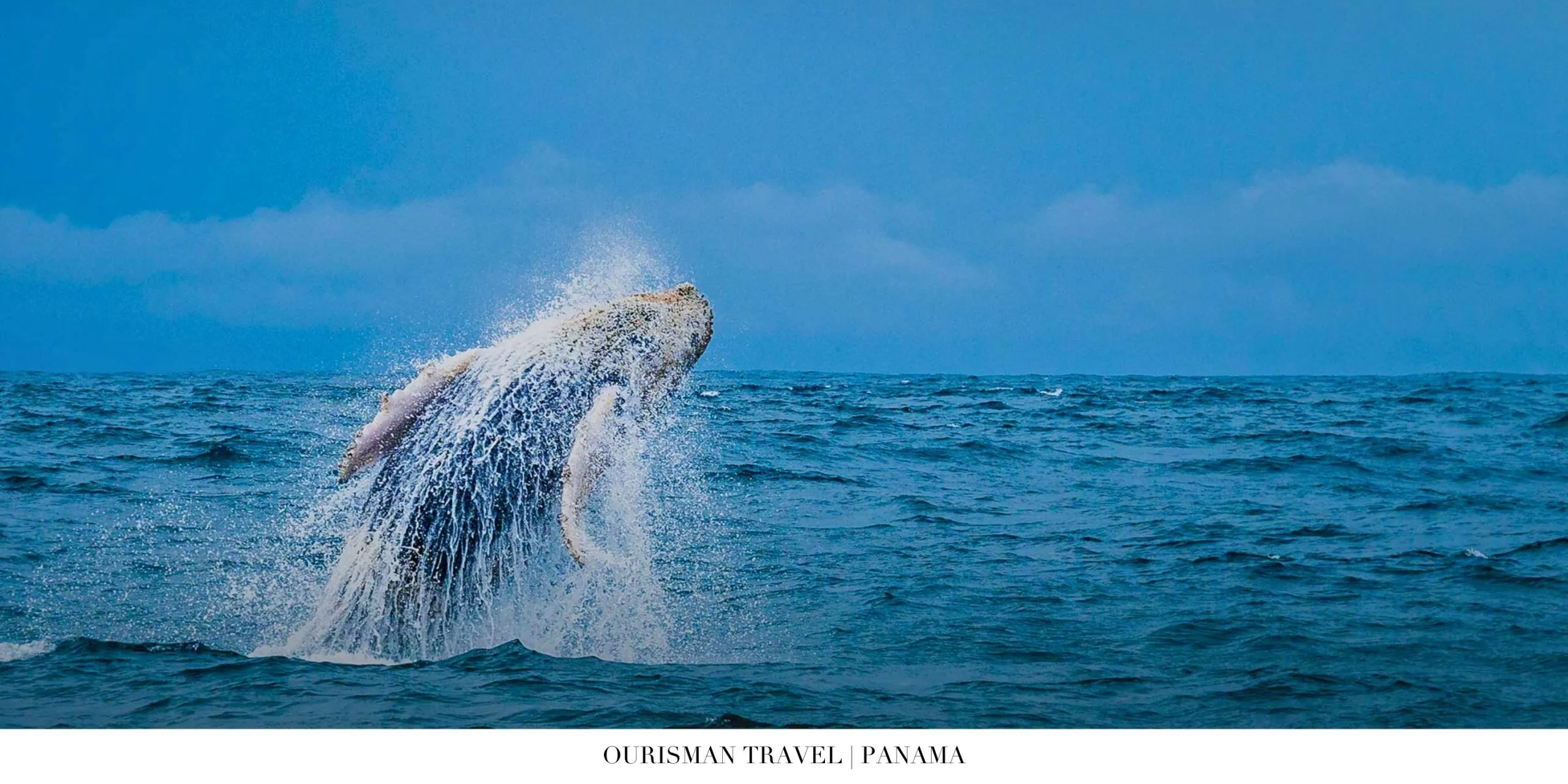 Whale breaching dramatically from the ocean near Panama
