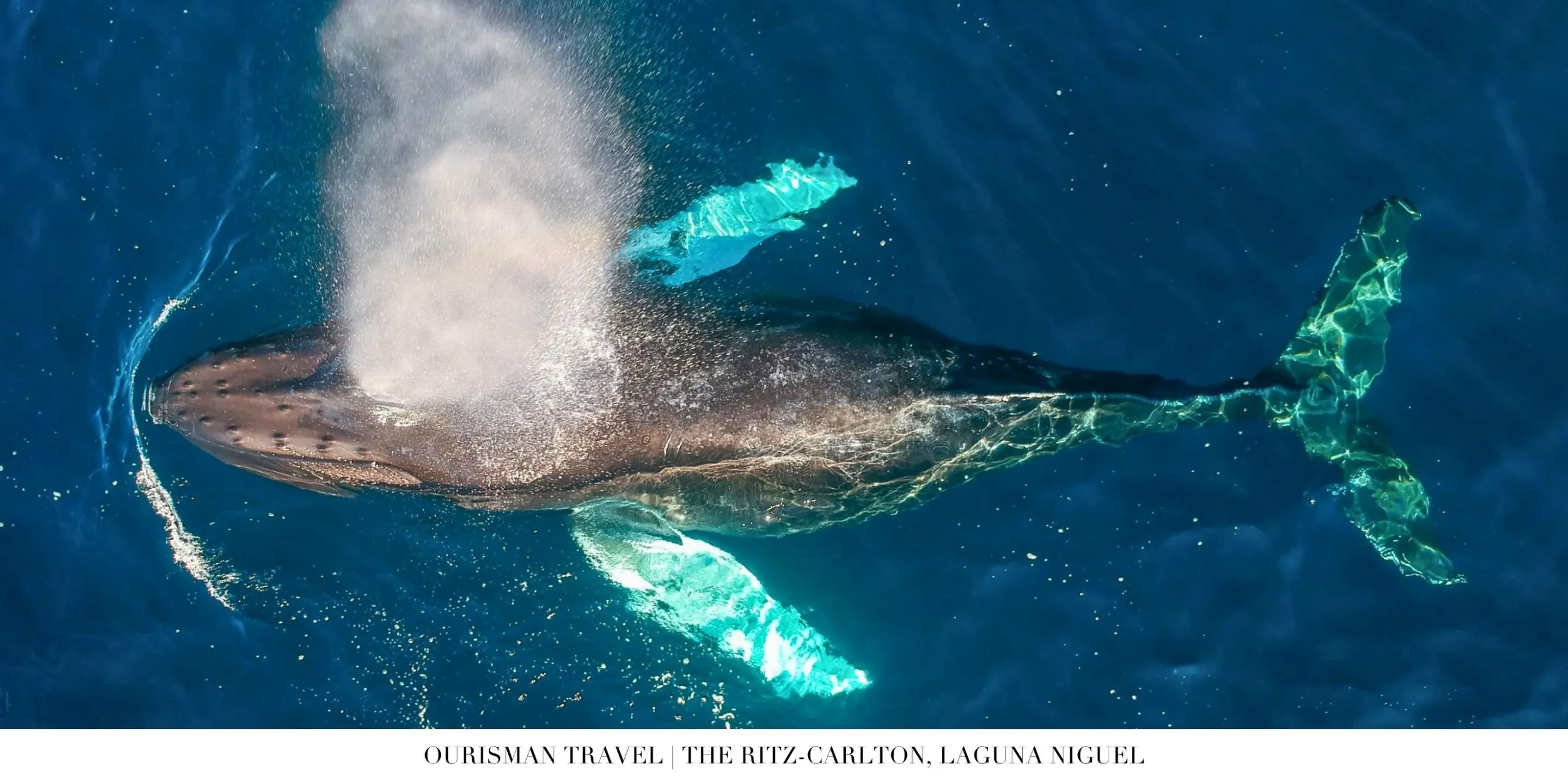 Whale watching excursion near The Ritz-Carlton, Laguna Niguel